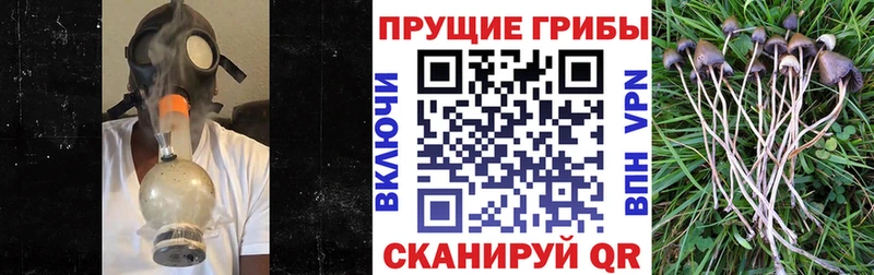 Псилоцибиновые грибы мицелий как найти наркотики Змеиногорск